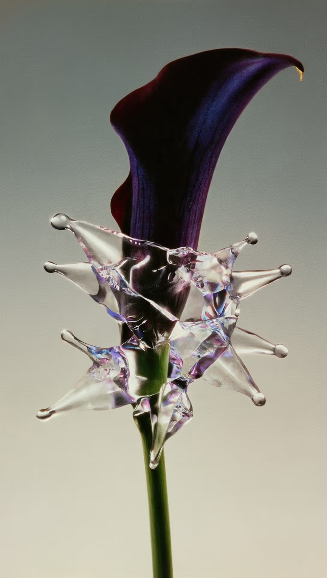 Creative content - Blue calla lily